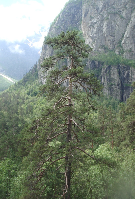 Изображение особи Pinus sylvestris ssp. hamata.