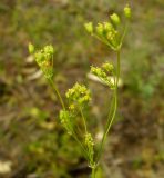 Image of taxon representative. Author is Базар Довлетов