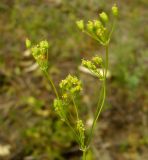 Galagania platypoda. Соцветие. Туркменистан, Копетдаг, Чули. Май 2011 г.