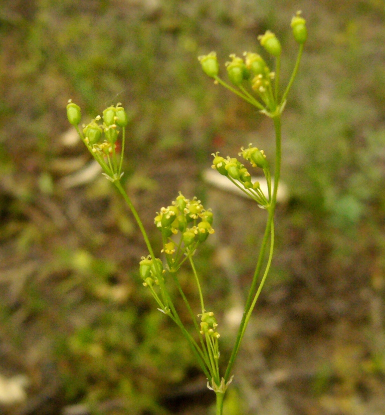 Image of Galagania platypoda specimen.