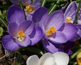 Crocus vernus