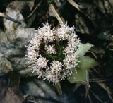 Petasites tatewakianus