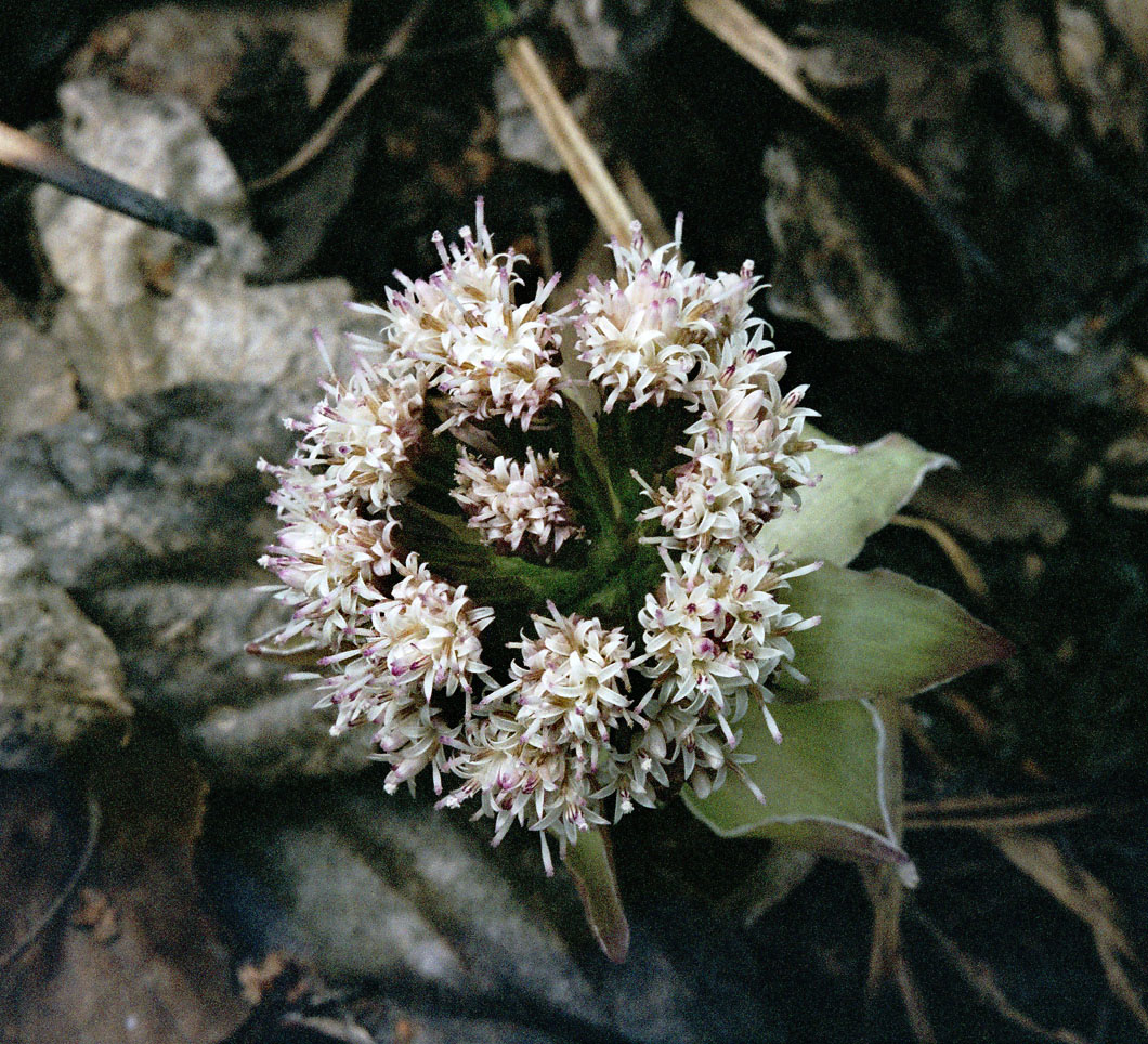 Image of Petasites tatewakianus specimen.