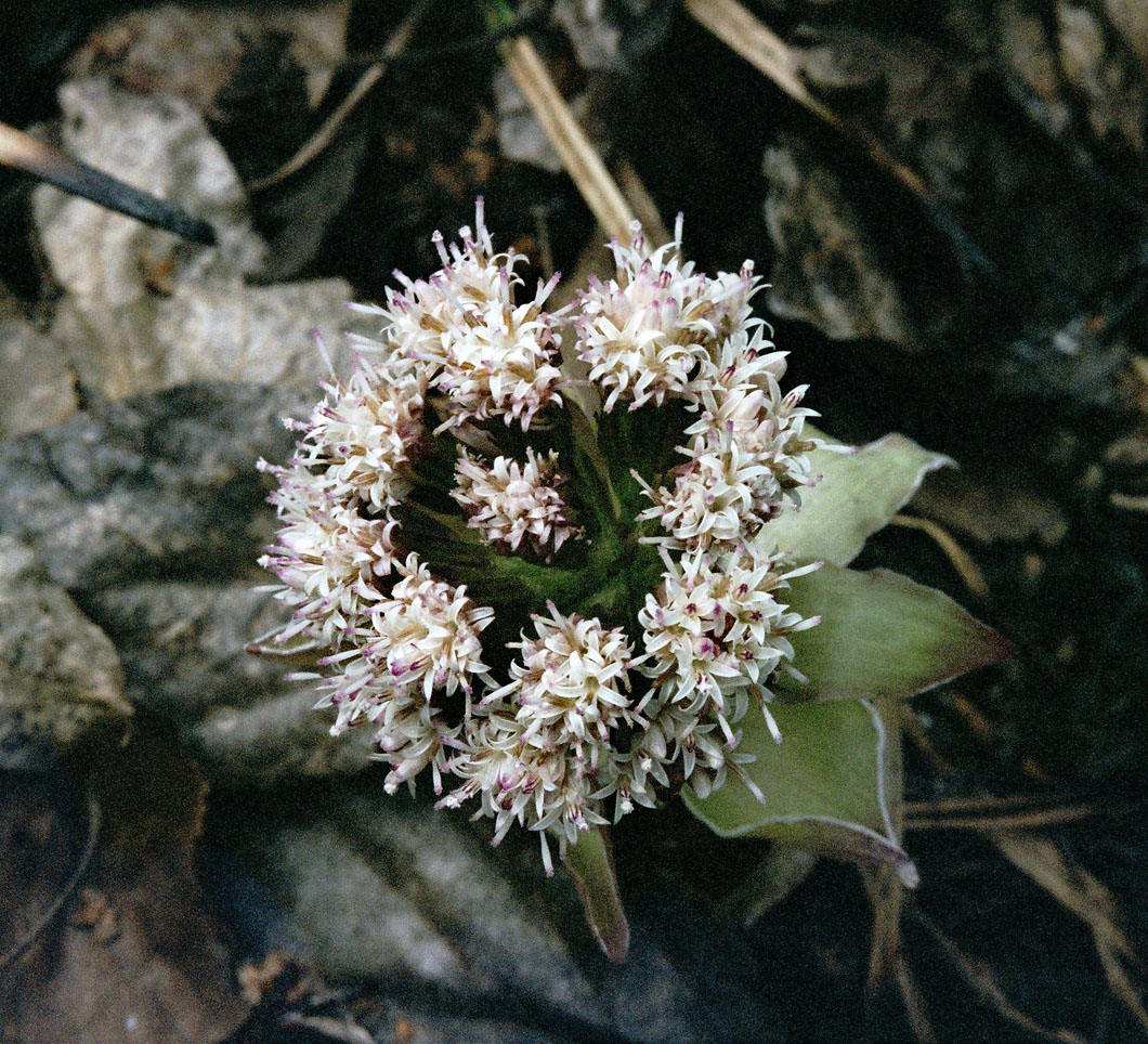 Изображение особи Petasites tatewakianus.