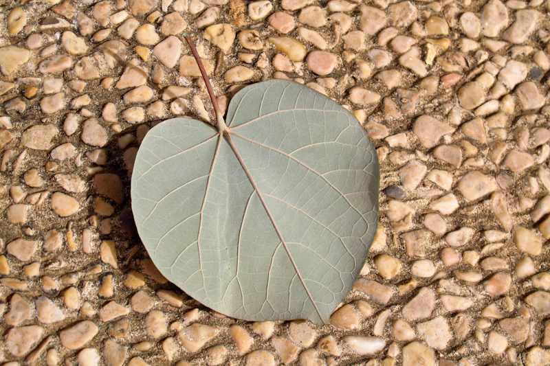 Image of Hibiscus tiliaceus specimen.