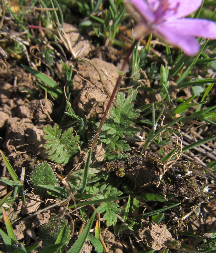 Изображение особи Erodium cicutarium.