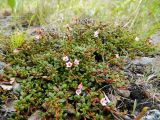 Loiseleuria procumbens. Цветущее растение с остатками прошлогодних плодов. Полярный Урал, долина ручья Кершор. 06.08.2011.