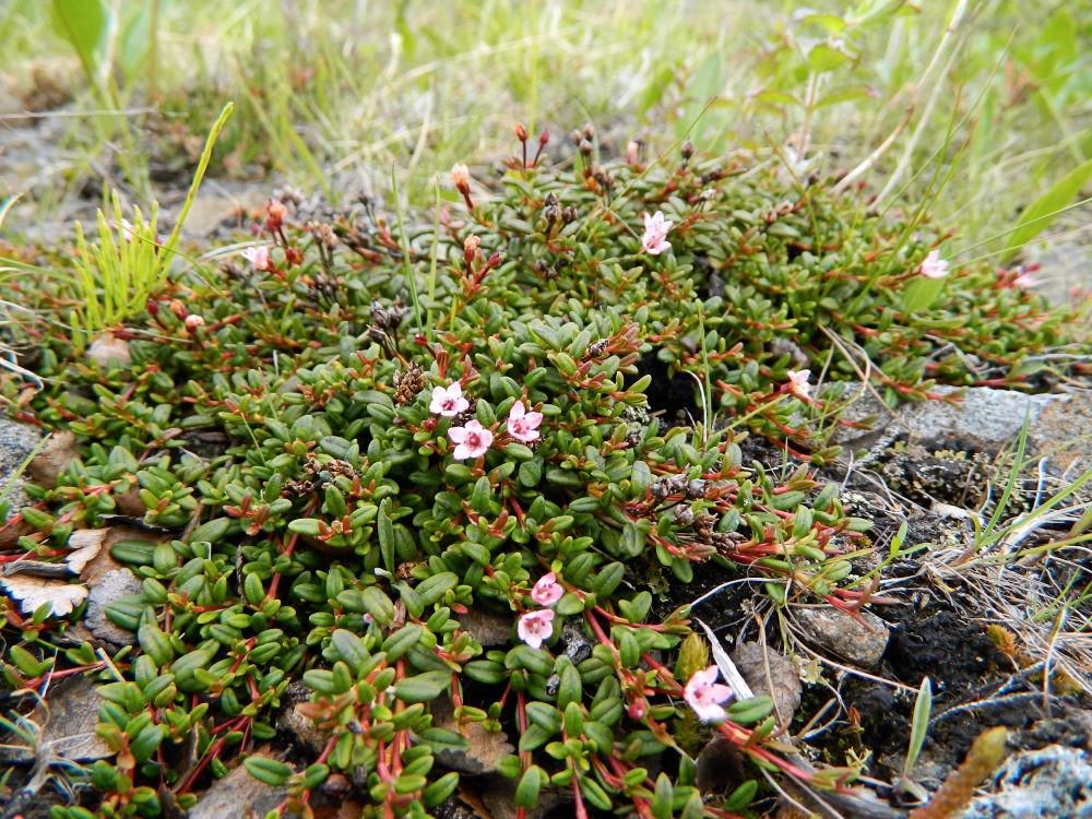 Image of Loiseleuria procumbens specimen.