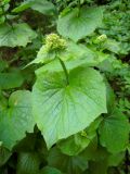 Valeriana tiliifolia. Побег с листьями и бутонами. Москва, Ботанический сад МГУ. 10.05.2010.