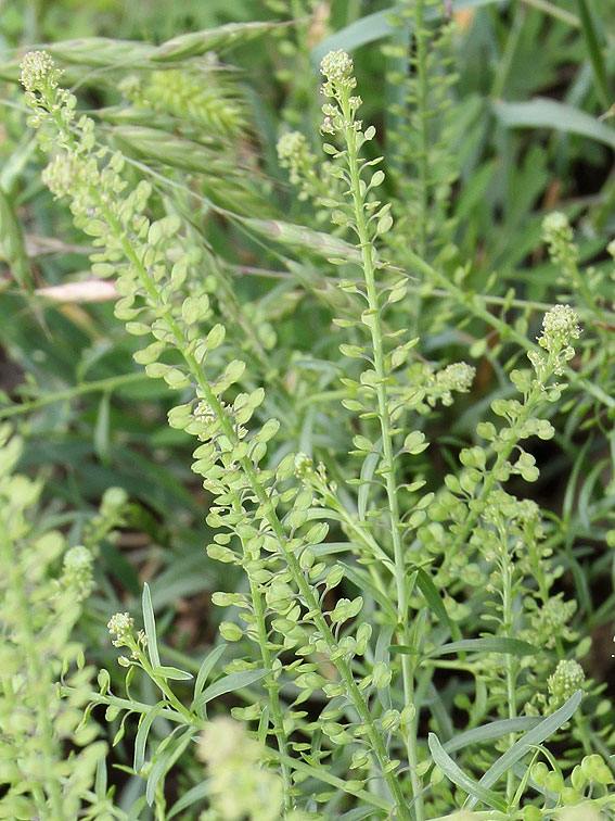 Image of Lepidium densiflorum specimen.