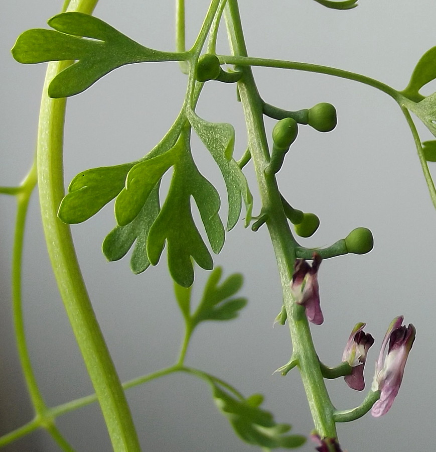 Image of Fumaria capreolata specimen.