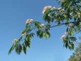 Albizia julibrissin