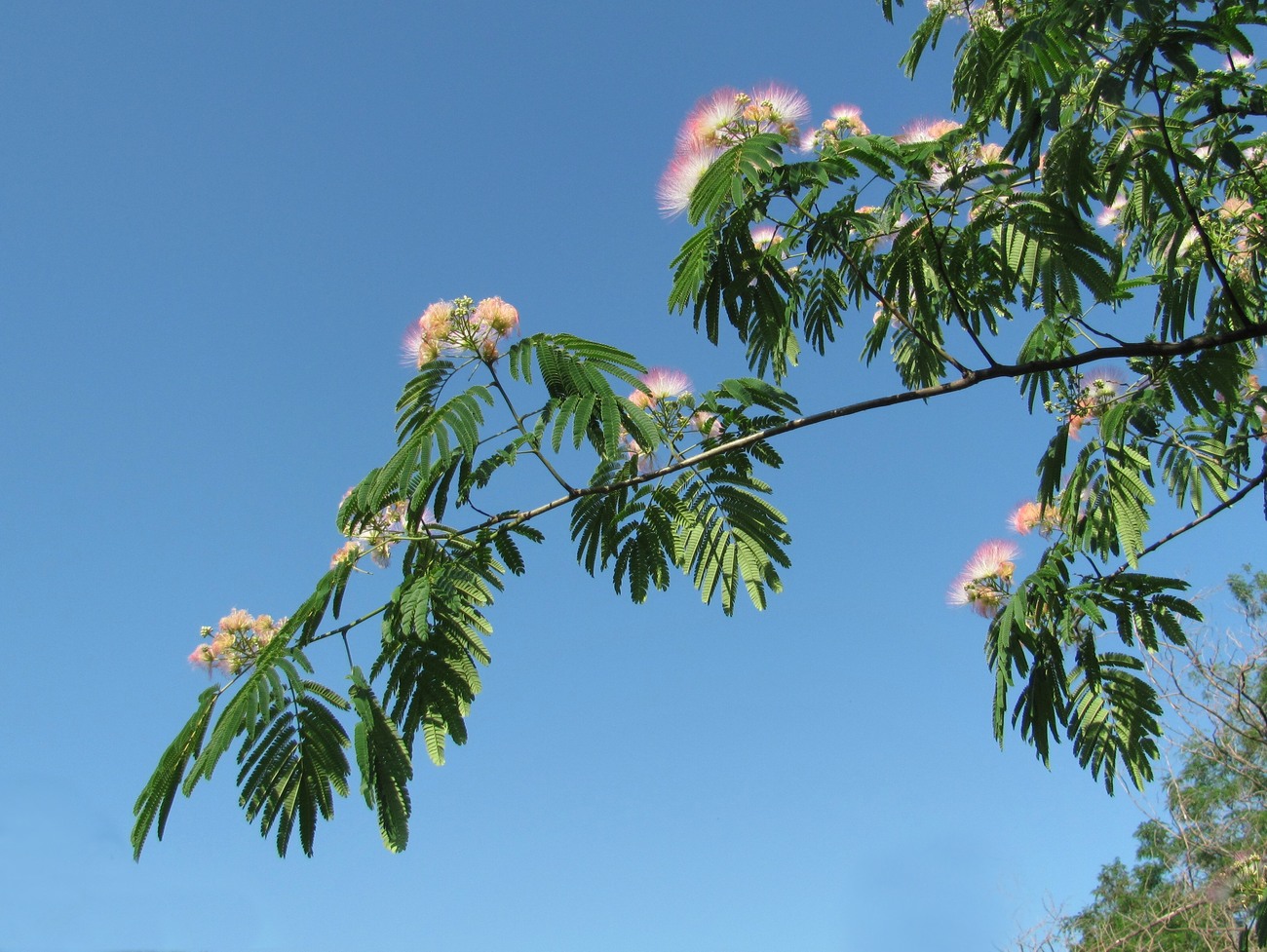 Image of Albizia julibrissin specimen.