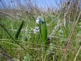 Hyacinthella leucophaea