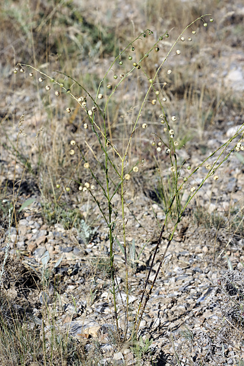 Image of Linum macrorhizum specimen.