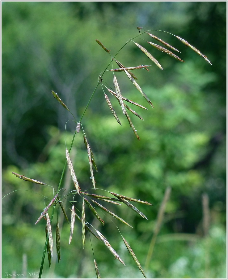 Изображение особи Bromopsis inermis.