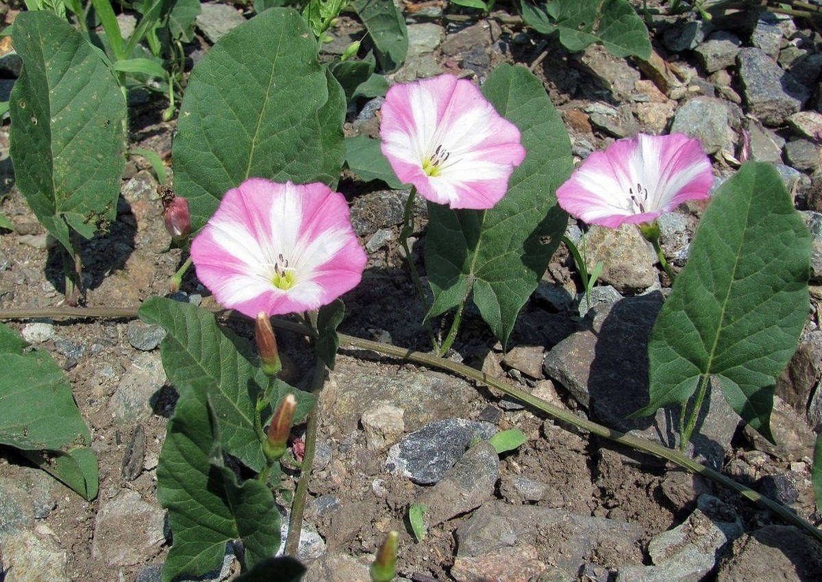 Image of Convolvulus arvensis specimen.