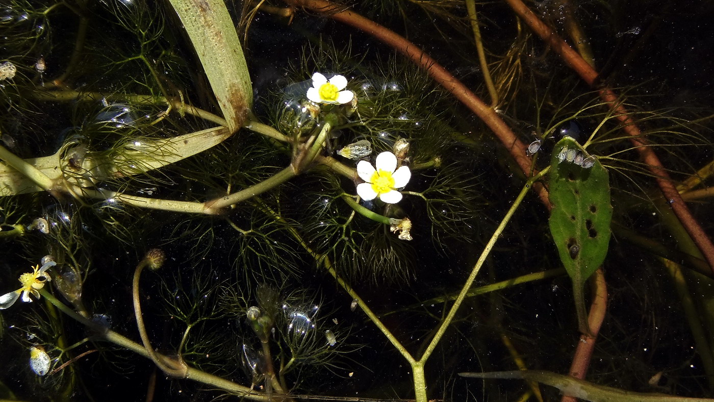 Image of Ranunculus &times; glueckii specimen.