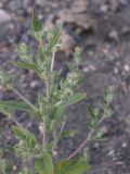 Axyris caucasica
