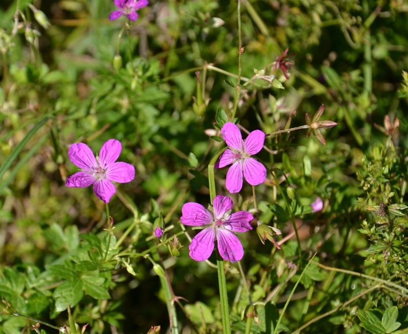 Изображение особи Geranium palustre.