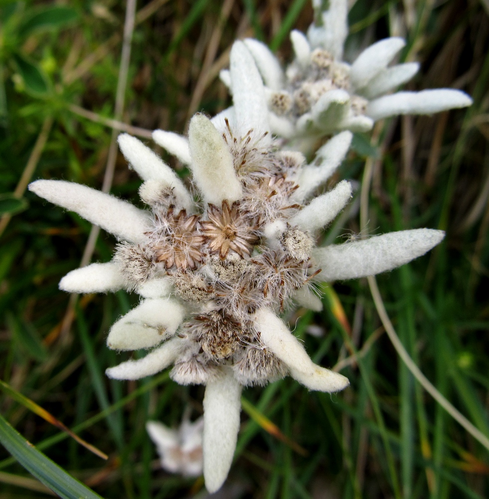 Image of Leontopodium nivale ssp. alpinum specimen.