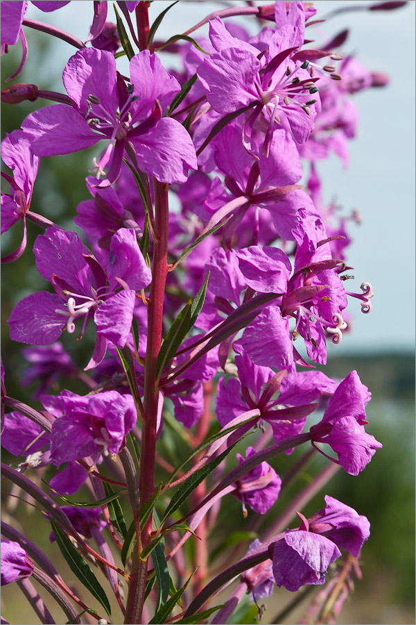 Image of Chamaenerion angustifolium specimen.