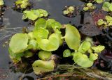 Eichhornia crassipes