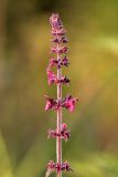 Stachys sylvatica