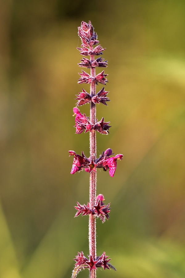 Изображение особи Stachys sylvatica.