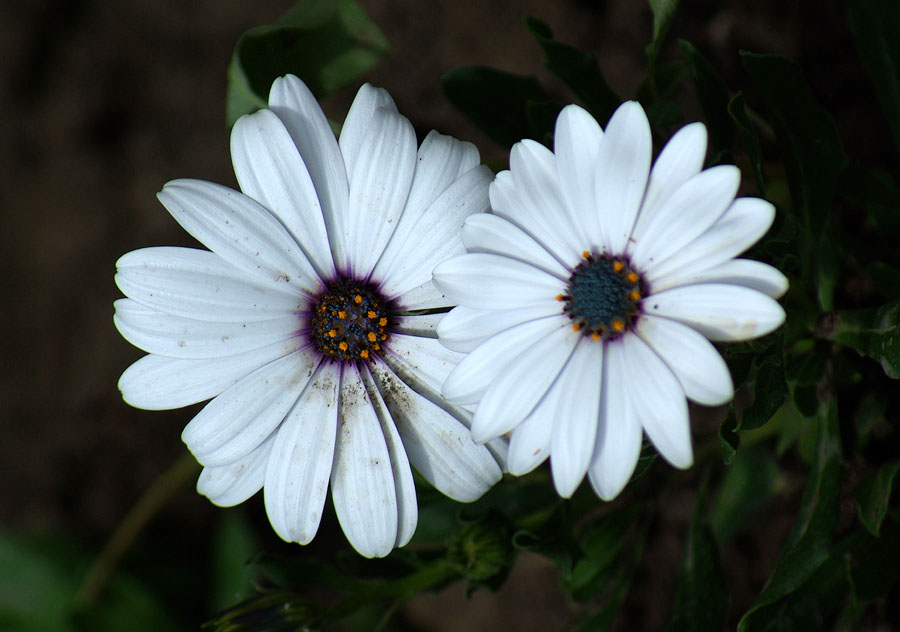 Image of Dimorphotheca ecklonis specimen.