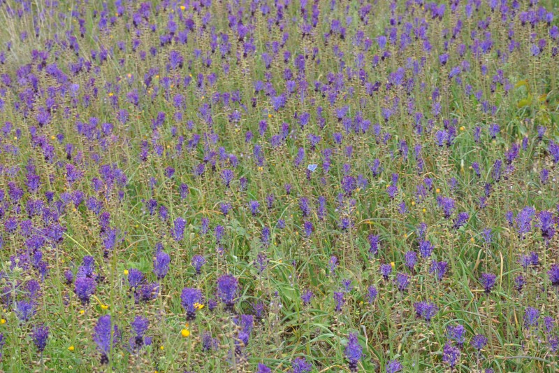 Image of Leopoldia comosa specimen.