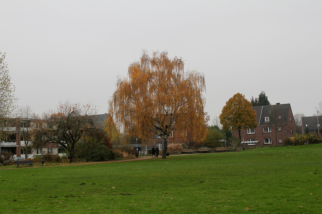 Image of Betula pendula specimen.