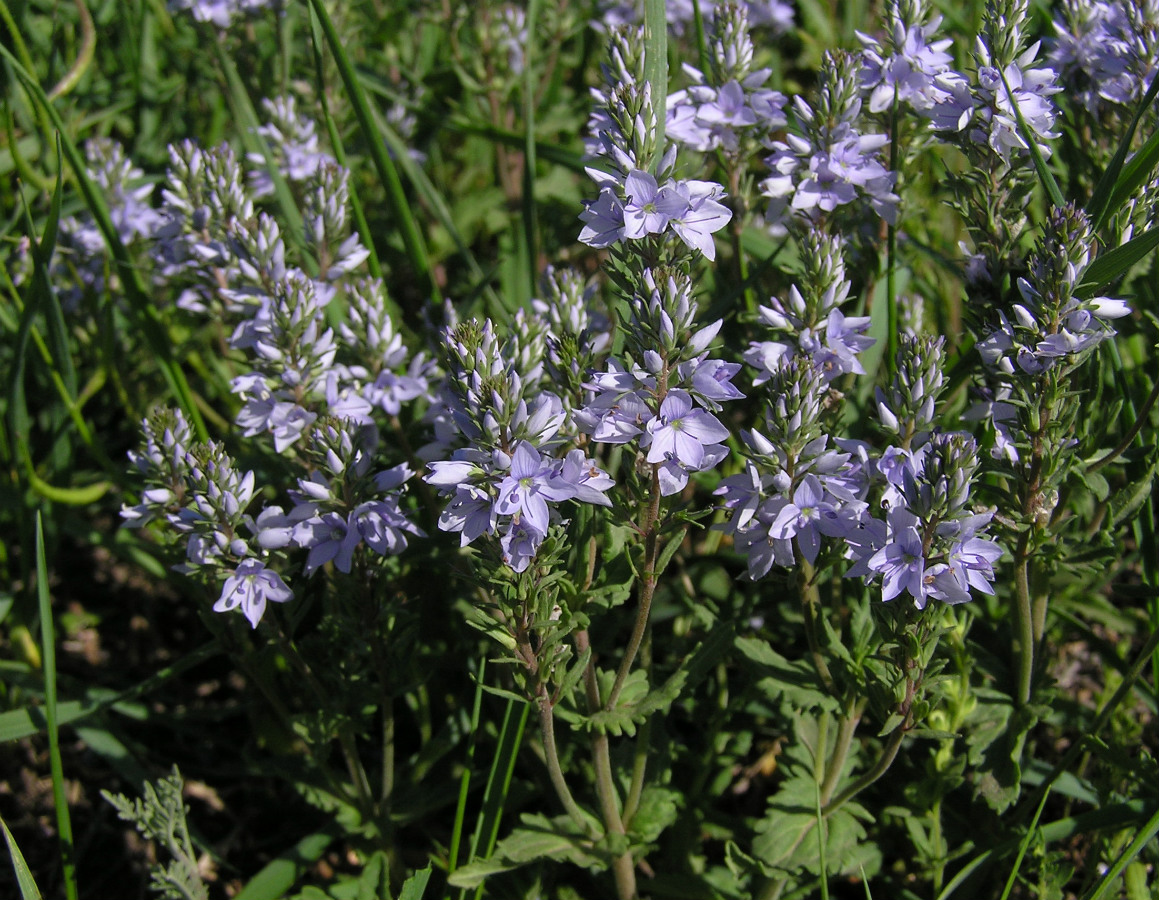 Image of Veronica prostrata specimen.