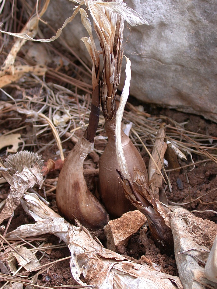 Image of Vagaria parviflora specimen.