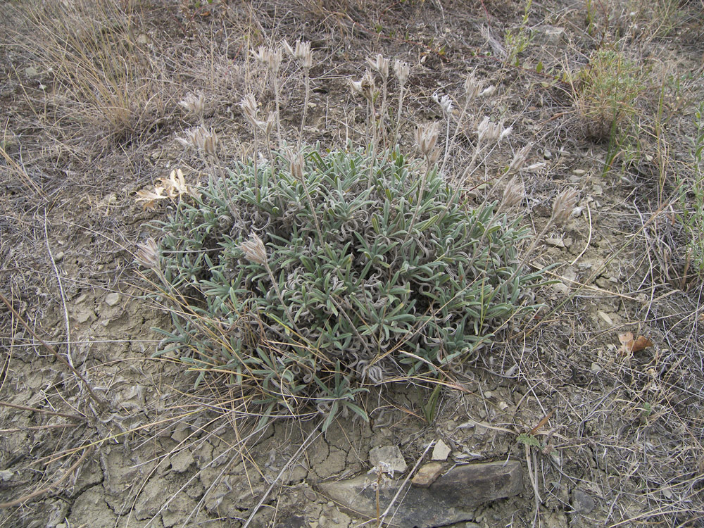 Изображение особи Onosma tenuiflora.