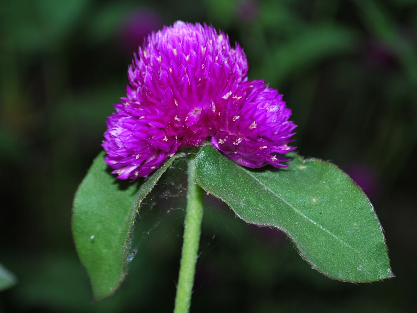 Image of Gomphrena globosa specimen.