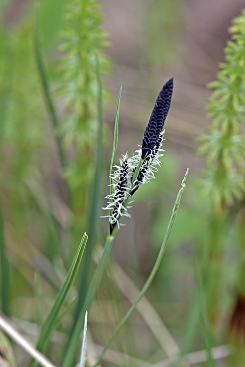 Изображение особи Carex nigra.