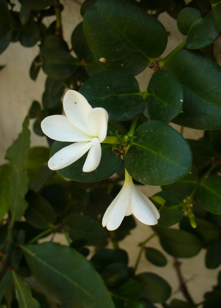 Image of genus Carissa specimen.