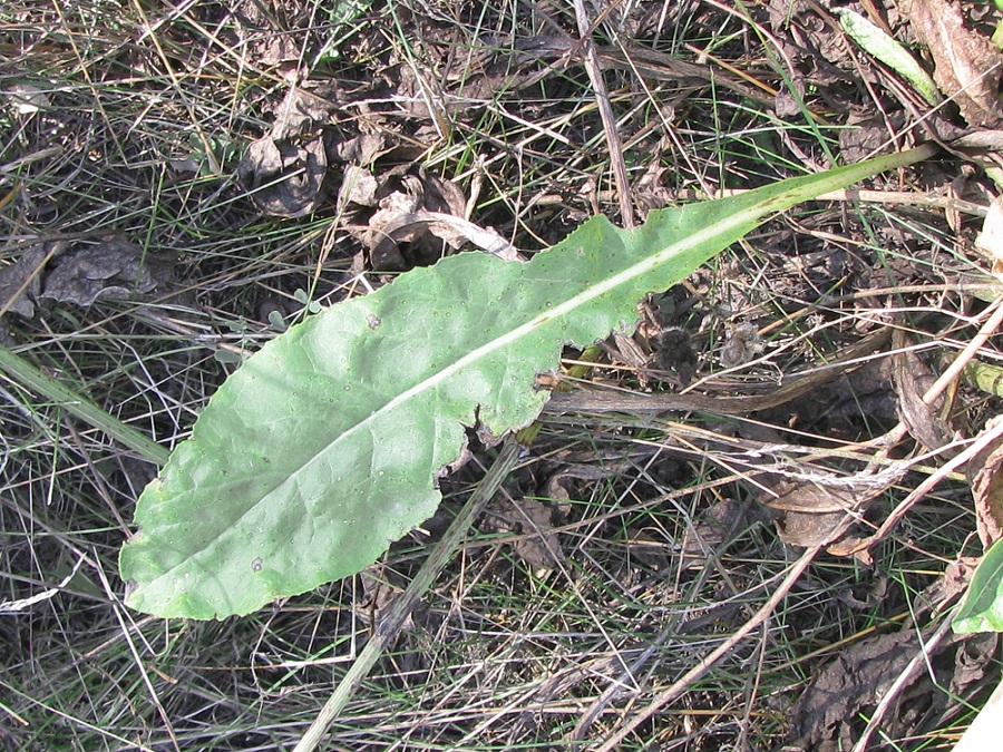 Image of Senecio schwetzowii specimen.