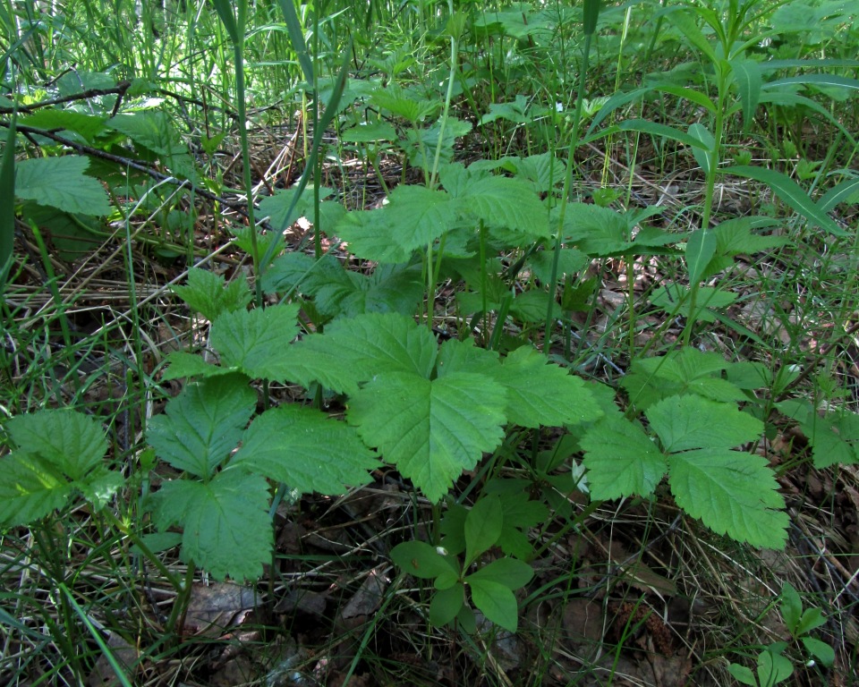 Изображение особи Rubus saxatilis.