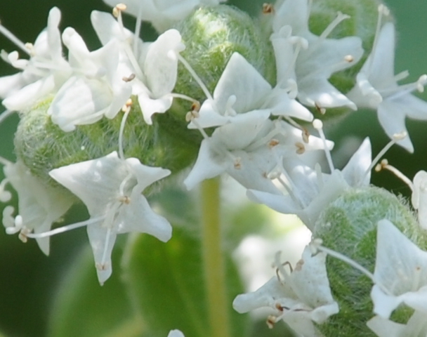 Image of Origanum vulgare ssp. hirtum specimen.