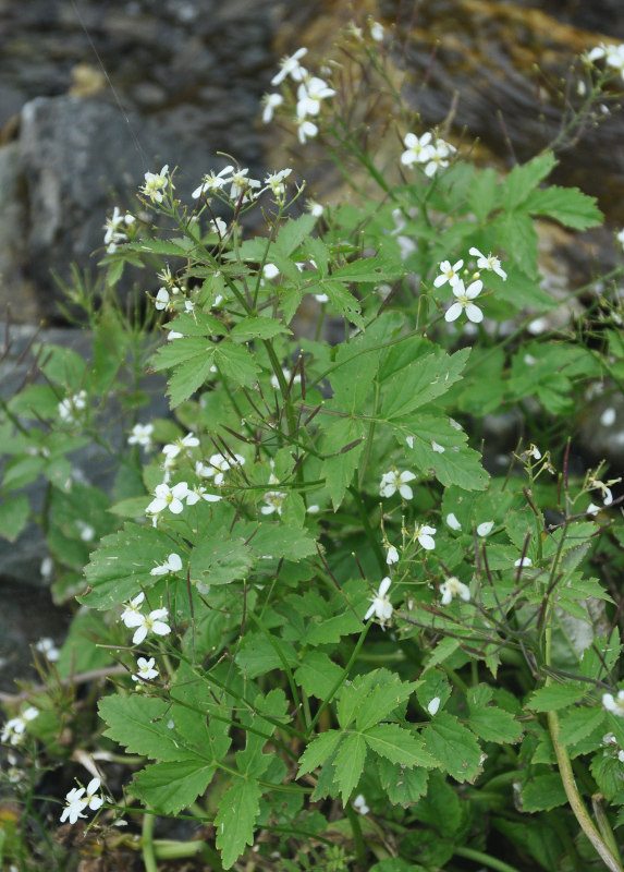 Изображение особи Cardamine leucantha.