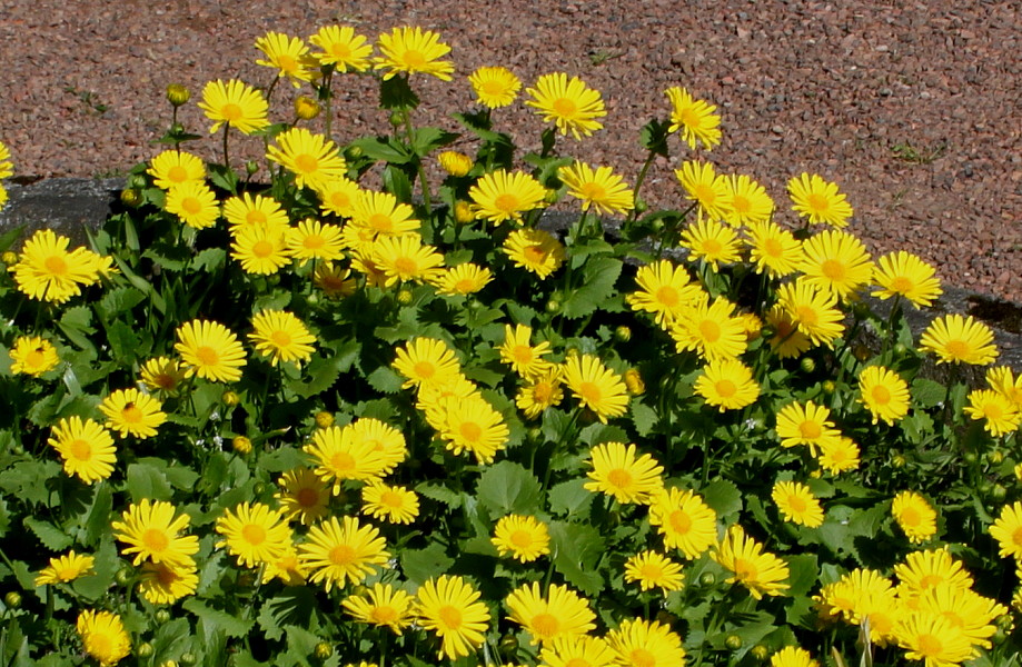Изображение особи Doronicum orientale.