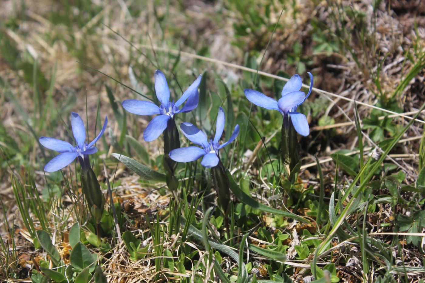 Изображение особи Gentiana angulosa.