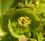 Euphorbia lucorum