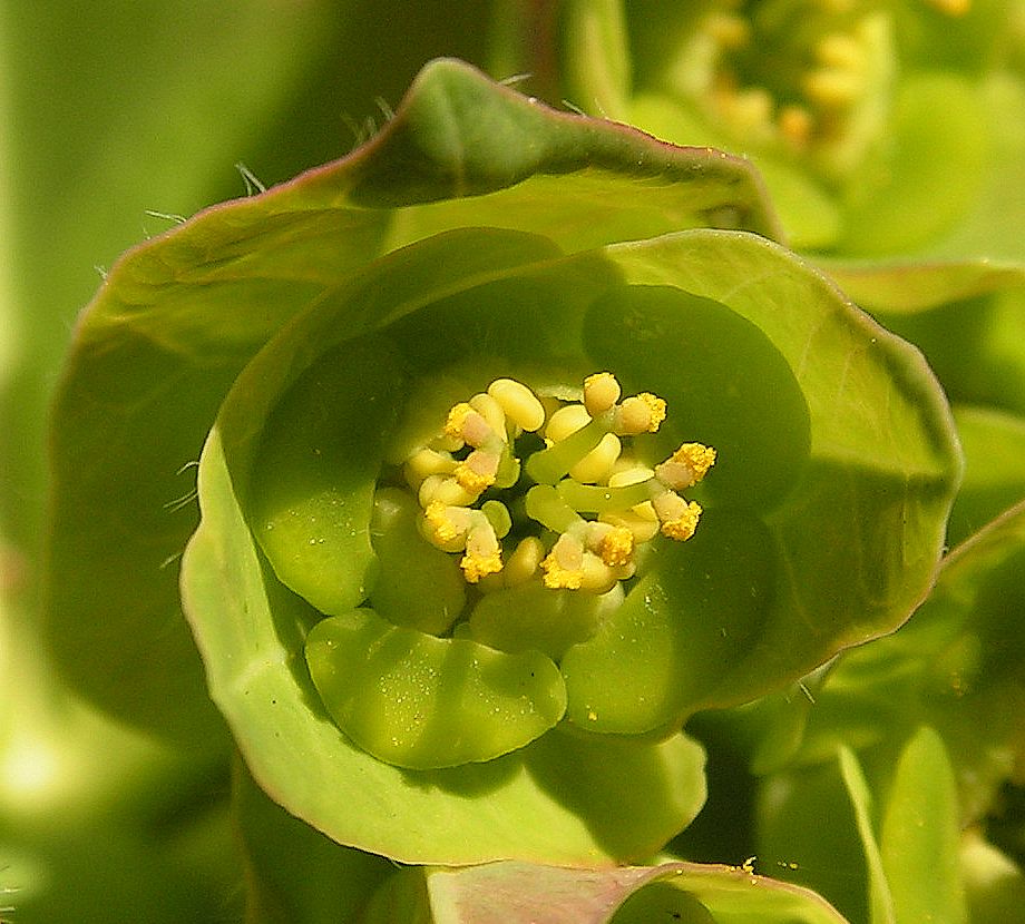 Изображение особи Euphorbia lucorum.