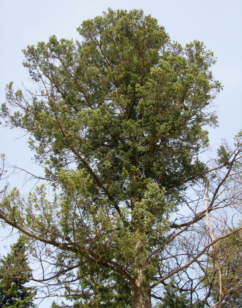 Изображение особи Pseudotsuga menziesii.