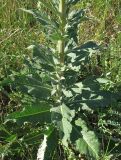 Verbascum lychnitis. Нижняя часть побега. Крым, Симферополь, Марьино, степной склон. 1 июня 2013 г.