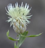 Centaurea deusta