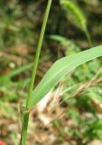 Setaria viridis